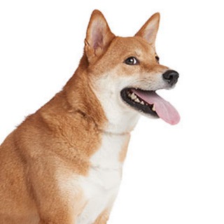 Telegram profile photo for Check Out Viet Nam