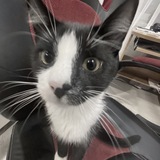 Telegram profile photo for Linaa
