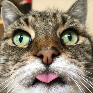 Telegram profile photo for Cat Antistress