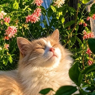 Telegram profile photo for neurodivergent kitten