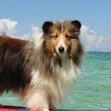 Telegram profile photo for sheltie/shetland sheepdog confession