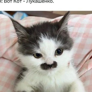 Telegram profile photo for Смехуёчки пиздохаханьки