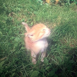 Telegram profile photo for сигмакотики
