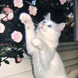 Telegram profile photo for миланка ватафак﹆