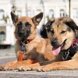 Telegram profile photo for СУМАСШЕДШАЯ