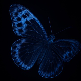 Telegram profile photo for 𝓑𝓵𝓾𝓮🦋