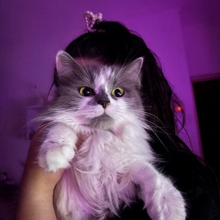 Telegram profile photo for Чешир | читающий котик 18+