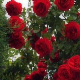 Telegram profile photo for همساتٌ من القلب🌸🌸