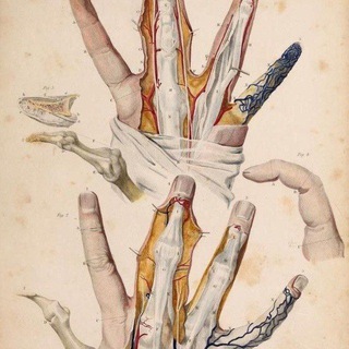 Telegram profile photo for Anatomy with dream 2030