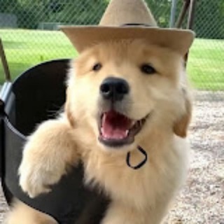 Telegram profile photo for b / vouches