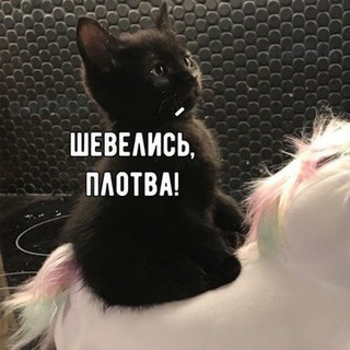 Telegram profile photo for Котомемы / Сats mem