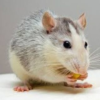 Telegram profile photo for FUNANDO RATAS