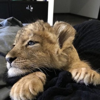 Telegram profile photo for Simba's Jungle