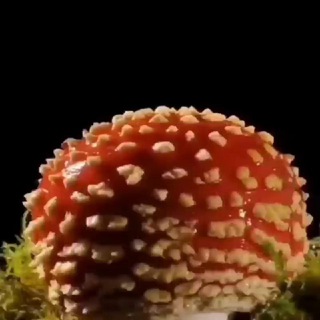 Telegram profile photo for 🍄~ГРИБНАЯ_СОМА~🌾