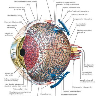 Telegram profile photo for Ophthalmology