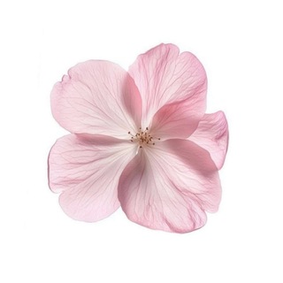 Telegram profile photo for ㅤꛁ𐑼ㅤׄ ꞗᎥׁ𑄝ׁ𝅼 ㅤּꭤִɘؔsֽtٌh֥𝕖꯭ׄ𝕥𝕚𝕔֑ 🌸ㅤ!!
