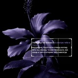 Telegram profile photo for Ꮧиᴦᴀ Зʙёɜд!