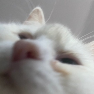Telegram profile photo for каталог мемів