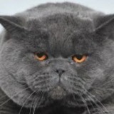 Telegram profile photo for подслушано инфокм переходник