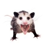 Telegram profile photo for ° • Суп с котом • °