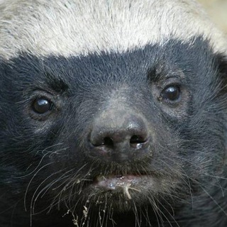 Telegram profile photo for Вишнёвый медоед