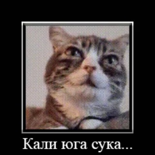 Telegram profile photo for дзацудан