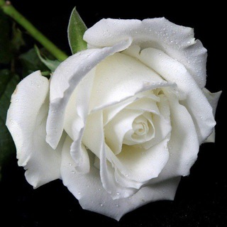 Telegram group profile photo for The White Rose Illinois
