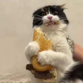 Telegram profile photo for $SACA | 🥪 😺 | Base Community Token