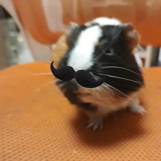 Telegram profile photo for Nick's Life💋🫀👑🐹
