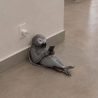 Telegram profile photo for 🦜 on the web