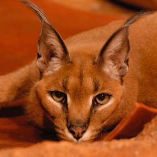 Telegram profile photo for Hourly Caracals