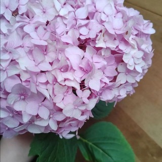 Telegram profile photo for 🌷ВЕСНА🌷