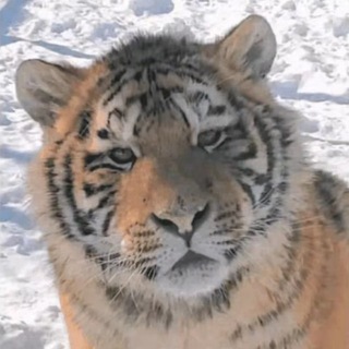 Telegram profile photo for 虎云维护和通知频道
