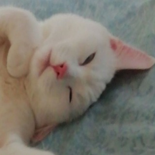 Telegram profile photo for GAIURIOG