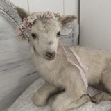 Telegram profile photo for ‼️‼️ПЕРЕЕЗД спасла🪬