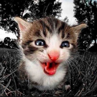 Telegram profile photo for silly messages конфета