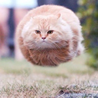 Telegram profile photo for BALLCAT CTO