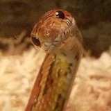 Telegram profile photo for Али