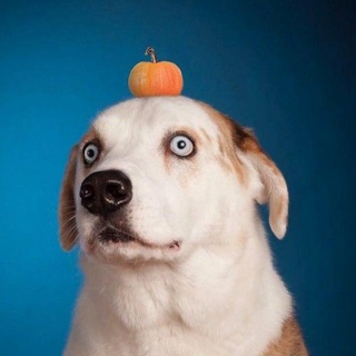 Telegram profile photo for миром правят собаки🐾