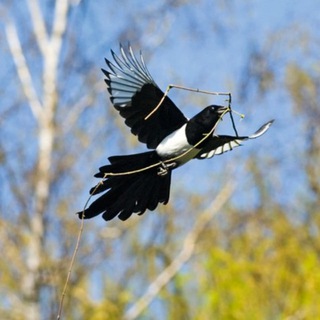 Telegram profile photo for Skjæra, alternativt nyhetsbilde og analyse.