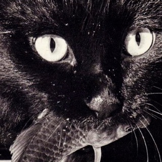 Telegram profile photo for чахоточный румянец
