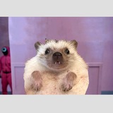 Telegram profile photo for F & 刺刺豬仔 & 貓貓 Pancake 喵喵台 🦔🐈