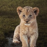 Telegram profile photo for не norma