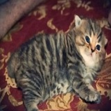 Telegram profile photo for Не пиар