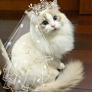 Telegram profile photo for My Dreamy Cats