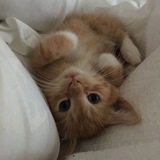 Telegram profile photo for репутация мурки ੈ♡˳