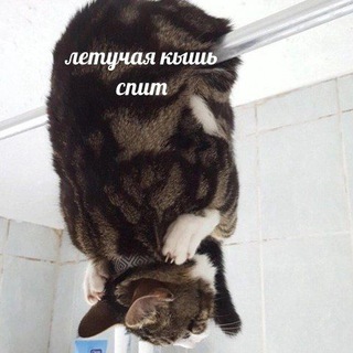 Telegram profile photo for Летучая кышь