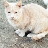Telegram profile photo for Help Mister Persik & Co
