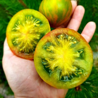 Telegram profile photo for 🌱Зеленая_Жизнь🌱