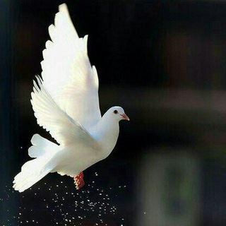 Telegram profile photo for صدای همدلی
